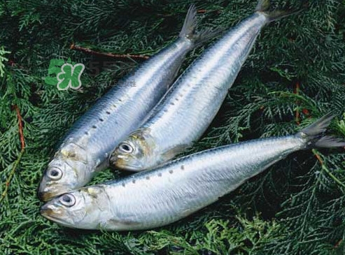 沙丁魚和秋刀魚有什么不一樣？秋刀魚和沙丁魚的區(qū)別