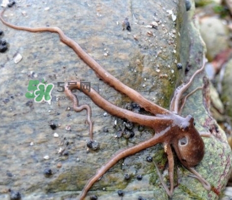 章魚有牙齒嗎？章魚天敵是什么