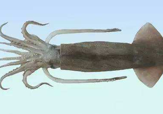 筆管魚是魷魚嗎？筆管魚和魷魚的區(qū)別