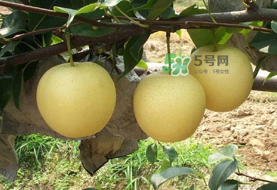 雪花梨是雪梨嗎？雪花梨和雪梨的區(qū)別