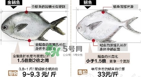 金鯧魚是海魚嗎？金鯧魚的刺多嗎？