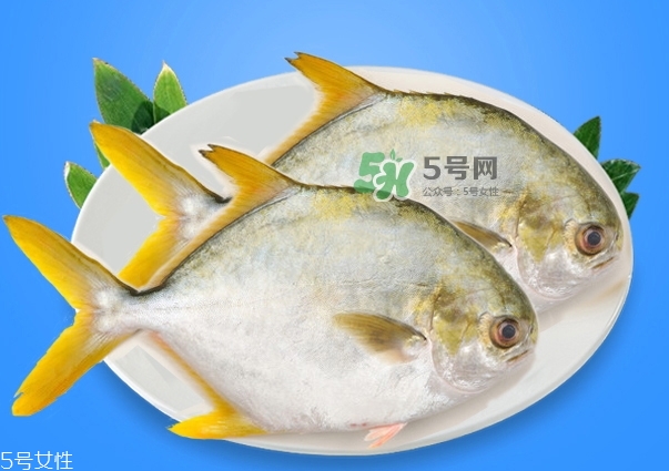 金鯧魚是海魚嗎？金鯧魚的刺多嗎？