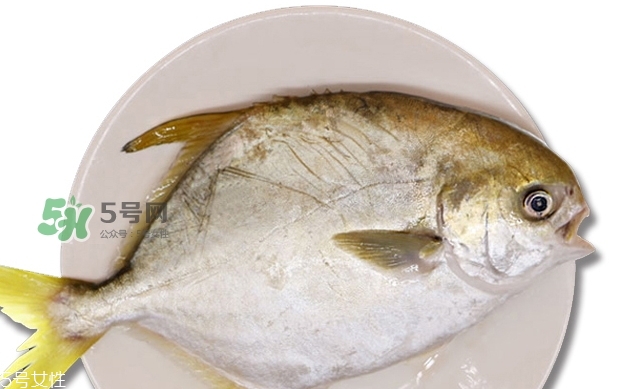 金鯧魚是海魚嗎？金鯧魚的刺多嗎？