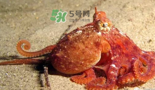章魚有牙齒嗎？章魚天敵是什么