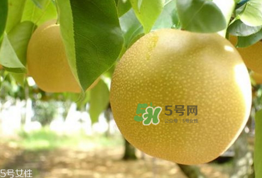 貢梨可以做冰糖雪梨嗎？貢梨可以燉川貝嗎？