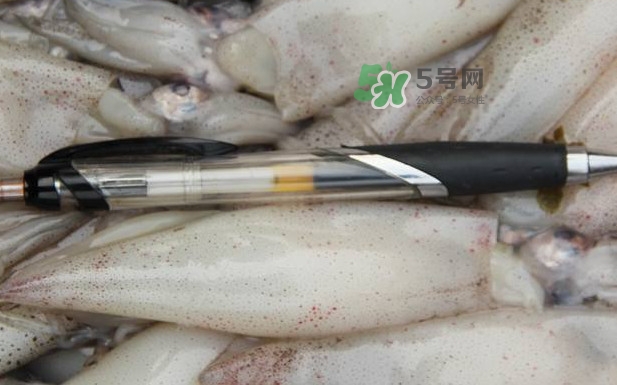 筆管魚是什么魚？筆管魚怎么吃