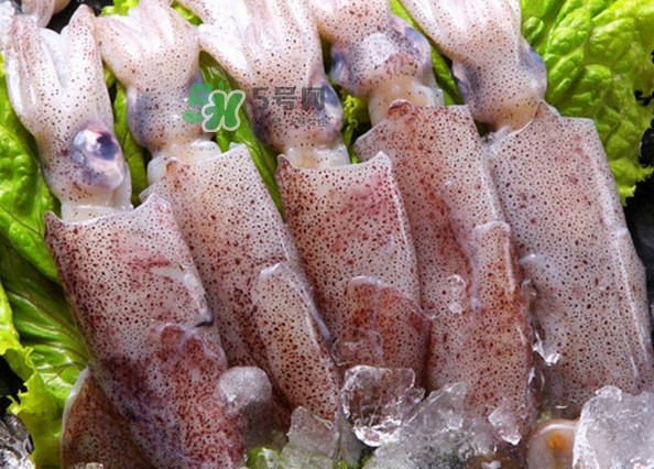 筆管魚是魷魚嗎？筆管魚和魷魚的區(qū)別