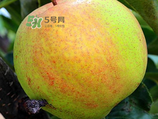 蘋果梨是轉基因還是變基因？蘋果梨的功效與作用