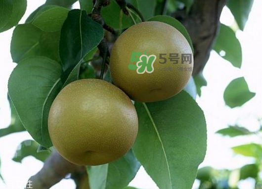 沙梨孕婦可以吃嗎？沙梨的功效與作用