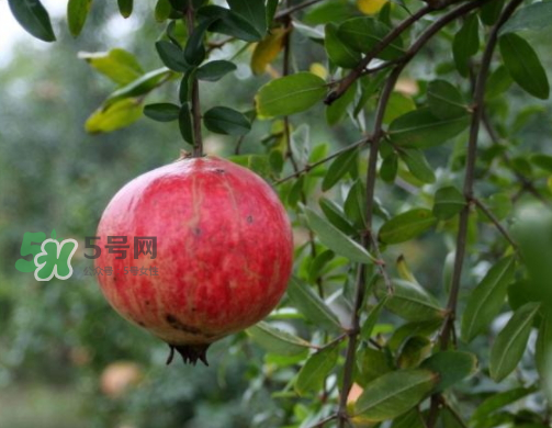 河陰石榴什么時(shí)候成熟？河陰石榴多少錢一斤？