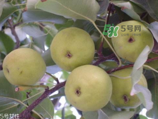 沙梨怎么做才好吃？沙梨的熱量