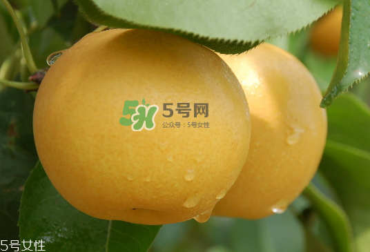 圓黃梨好吃嗎？圓黃梨的功效與作用