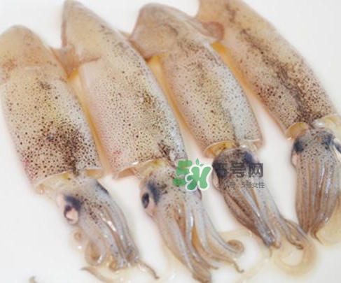 筆管魚是什么魚？筆管魚怎么吃