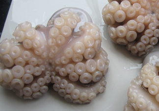 章魚有牙齒嗎？章魚天敵是什么