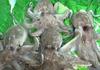 章魚會(huì)咬人嗎？章魚會(huì)吃人嗎