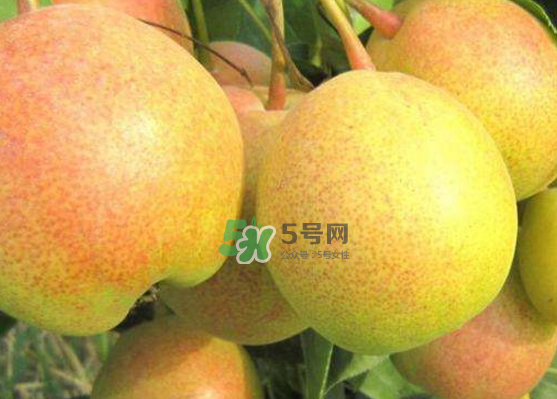 蘋果梨是轉基因還是變基因？蘋果梨的功效與作用