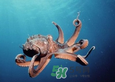章魚是墨魚嗎？章魚有哪些特性