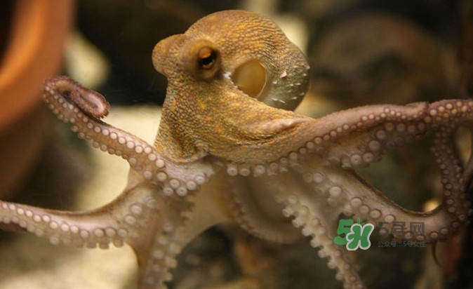 章魚會咬人嗎？章魚會吃人嗎