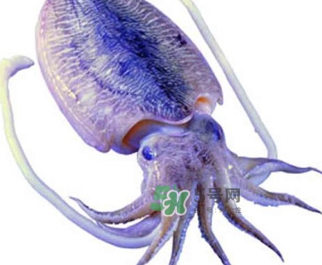 魷魚是墨魚嗎？魷魚和墨魚的區(qū)別