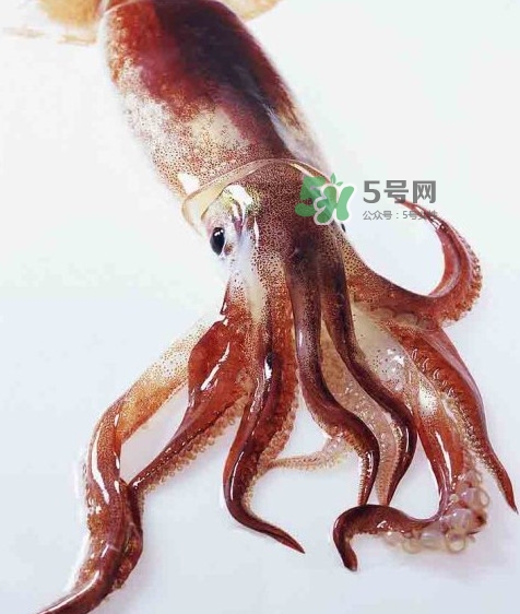魷魚是墨魚嗎？魷魚和墨魚的區(qū)別