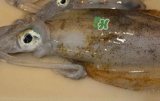 新鮮魷魚怎么保存？魷魚可以冷凍嗎