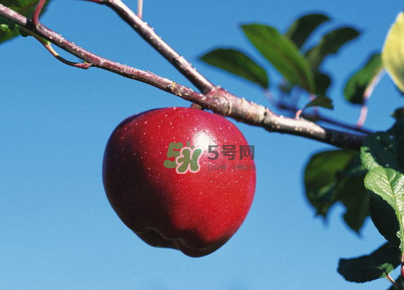 紅富士蘋(píng)果是哪里的？最好吃的蘋(píng)果排名