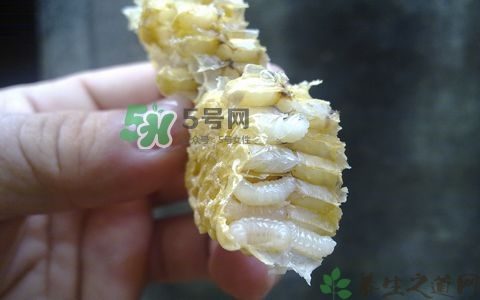 蜂蛹和枸杞能一起泡酒嗎？蜂蛹和枸杞泡酒的功效