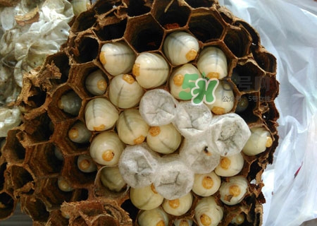 吃蜂蛹過(guò)敏了怎么辦？蜂蛹過(guò)敏的癥狀