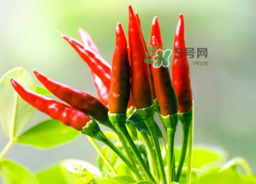 菜市場(chǎng)什么辣椒最辣？辣椒最辣的部分