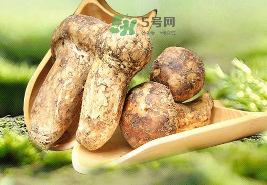 新鮮松茸怎么挑選？干松茸如何挑選