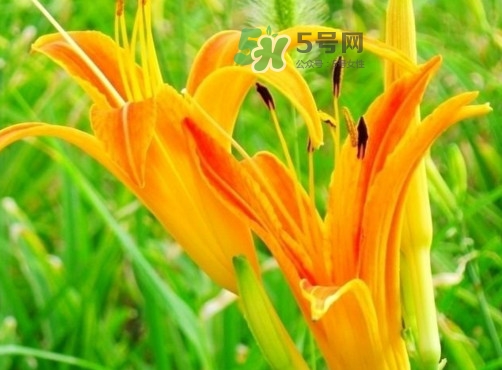 新鮮黃花菜怎么處理？干黃花菜怎么處理