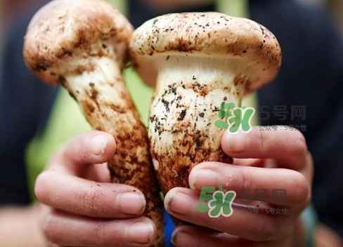 新鮮松茸用水焯嗎？新鮮松茸洗時用水浸泡嗎