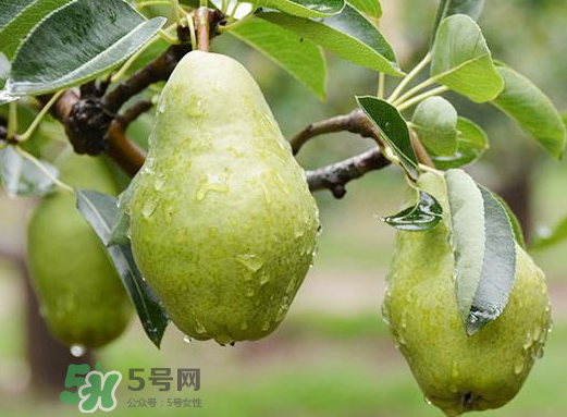 香蕉梨怎么熟的快？香蕉梨怎么變軟？