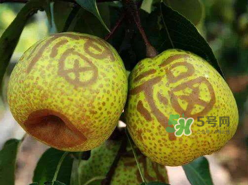 萊陽梨什么時候成熟？萊陽梨多少錢一斤？