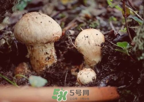產(chǎn)婦能吃松茸嗎？哺乳期可以吃松茸嗎