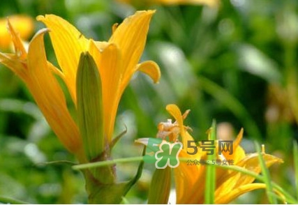 新鮮黃花菜怎么處理？干黃花菜怎么處理