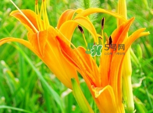 黃花菜是下奶的嗎？黃花菜是發(fā)奶的嗎