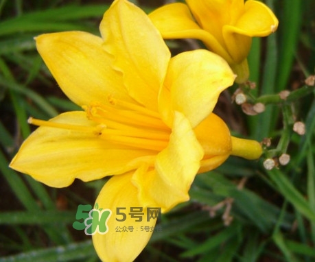 黃花菜是下奶的嗎？黃花菜是發(fā)奶的嗎
