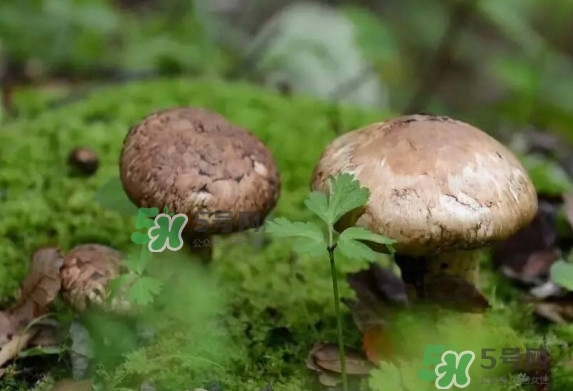 新鮮松茸用水焯嗎？新鮮松茸洗時用水浸泡嗎