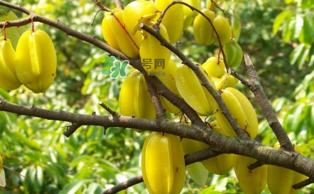 楊桃是什么季節(jié)的水果？楊桃怎么吃營養(yǎng)價值最高？