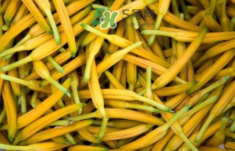 黃花菜是忘憂草嗎？黃花菜是不是金針菜