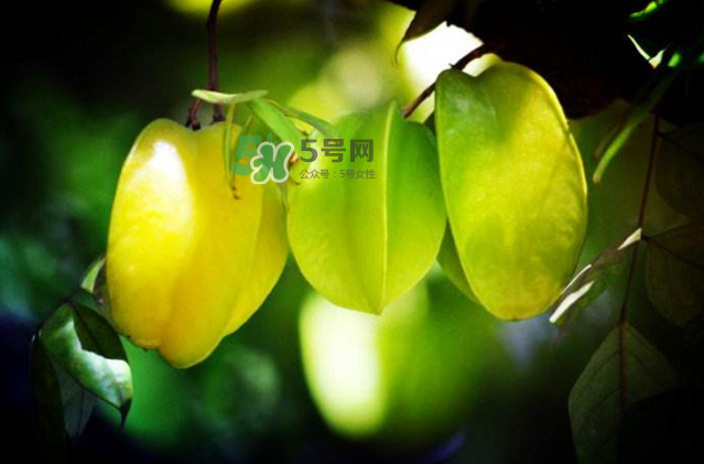 楊桃是什么季節(jié)的水果？楊桃怎么吃營養(yǎng)價值最高？
