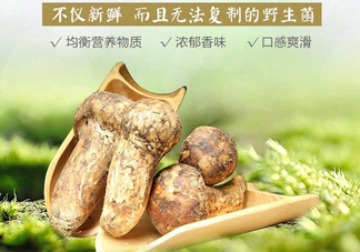 新鮮松茸怎么挑選？干松茸如何挑選