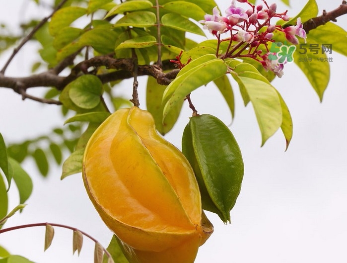 月經(jīng)期可以吃楊桃嗎？月經(jīng)期可以吃什么水果？