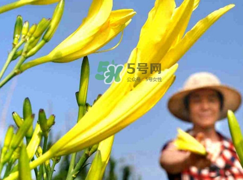 黃花菜是下奶的嗎？黃花菜是發(fā)奶的嗎