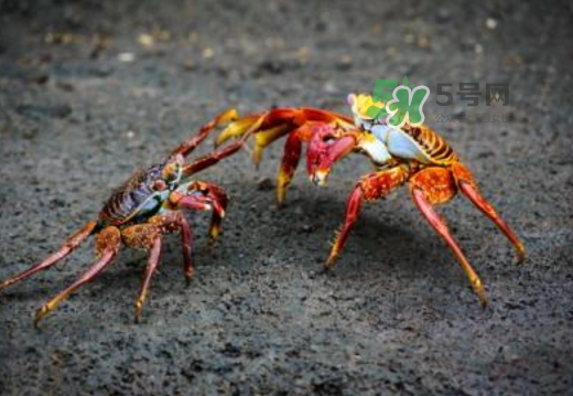 紅印蟹怎么回事？紅印蟹有什么不同？