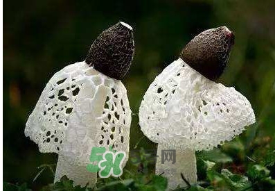 竹蓀怎么泡發(fā)？竹蓀怎么吃