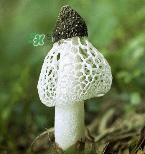 竹蓀黑色菌蓋能吃嗎？竹蓀食用禁忌是什么