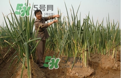 大蔥什么時候種植？大蔥什么時候上市