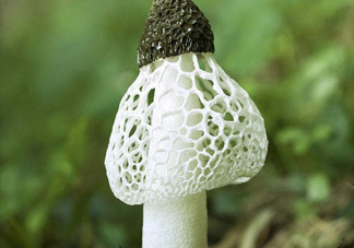 竹蓀什么季節(jié)最多？竹蓀不能和什么一起吃
